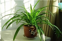 除甲醛，是自己動(dòng)手還是請(qǐng)專業(yè)除甲醛公司？