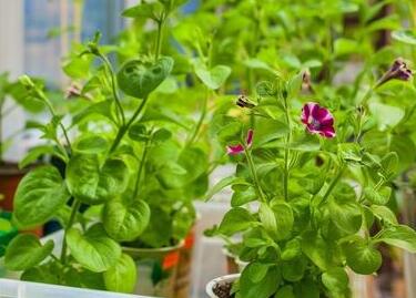 裝修后空氣質(zhì)量檢測步驟與方法