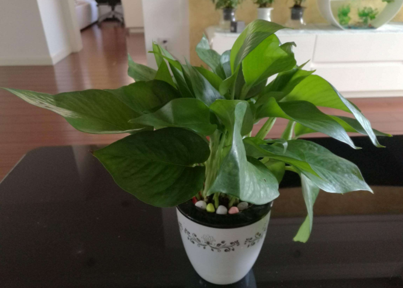 能緩解室內(nèi)甲醛的八種植物介紹