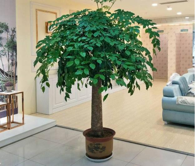 兩種有效凈化空氣除甲醛植物介紹