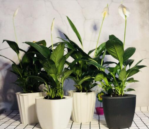 新居植物擺放攻略