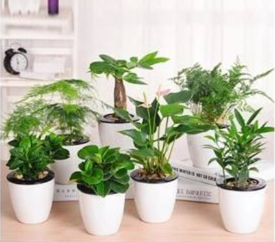 綠色植物除裝修污染有效嗎