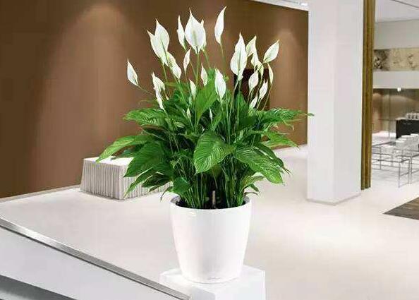 洛陽甲醛檢測分享有效地緩解甲醛方法