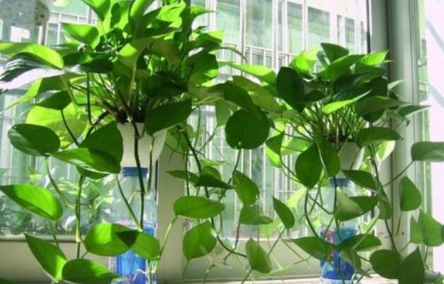 快來收藏，這些植物都是去甲醛的小能手